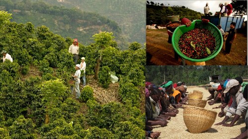 Photo_Cafegii_colaj12